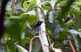 Image of Paradise Tanager