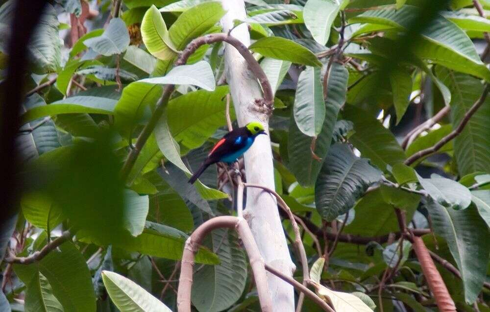 Image of Paradise Tanager