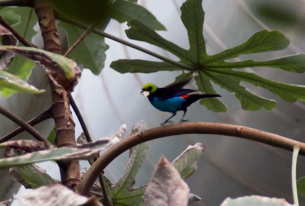 Image of Paradise Tanager