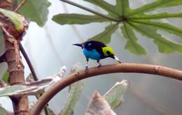 Image of Paradise Tanager