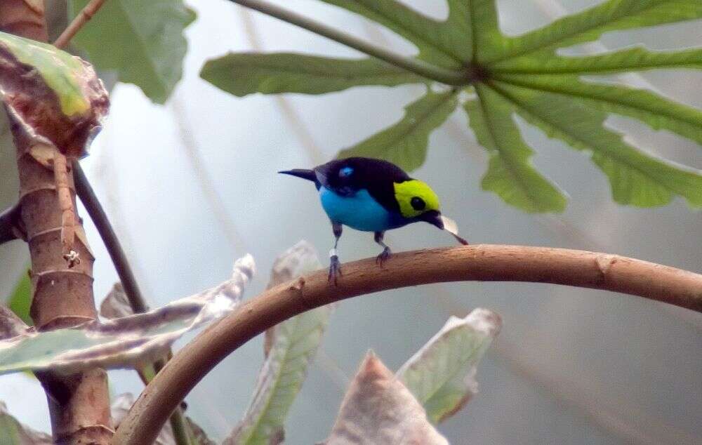 Image of Paradise Tanager