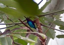 Image of Paradise Tanager