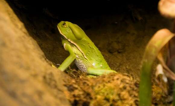 Image of painted-belly leaf frog