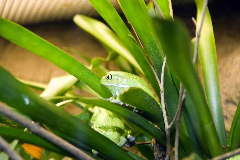 Image of painted-belly leaf frog