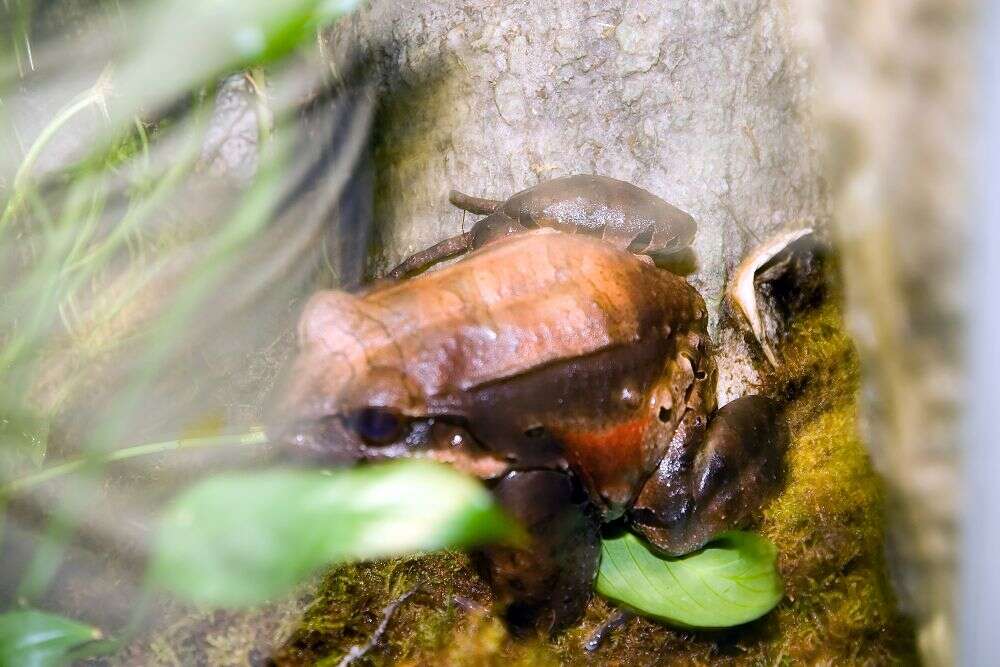 Image of Slender-fingered Bladder Frog