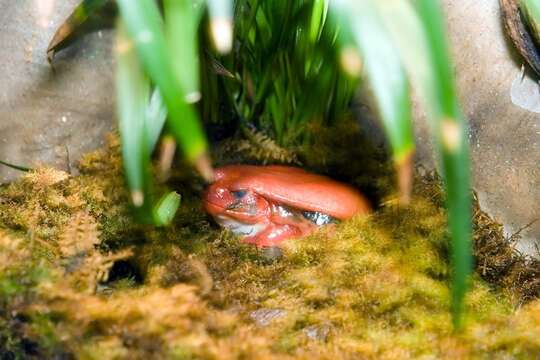 Image of Tomato Frogs