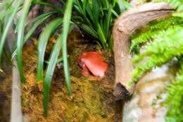 Image of Tomato Frogs