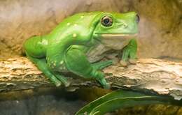 Image of Mexican leaf frog