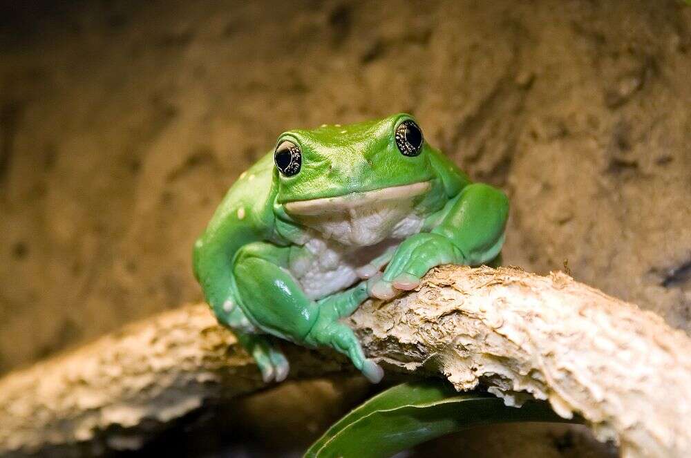 Image of Mexican leaf frog