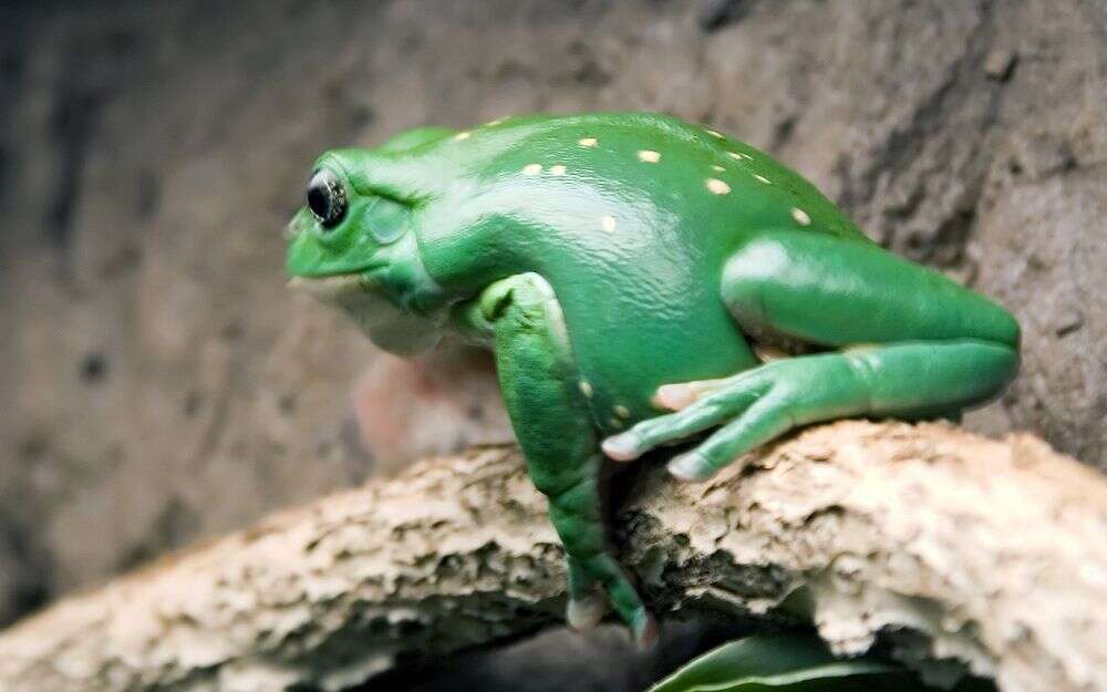 Image of Mexican leaf frog