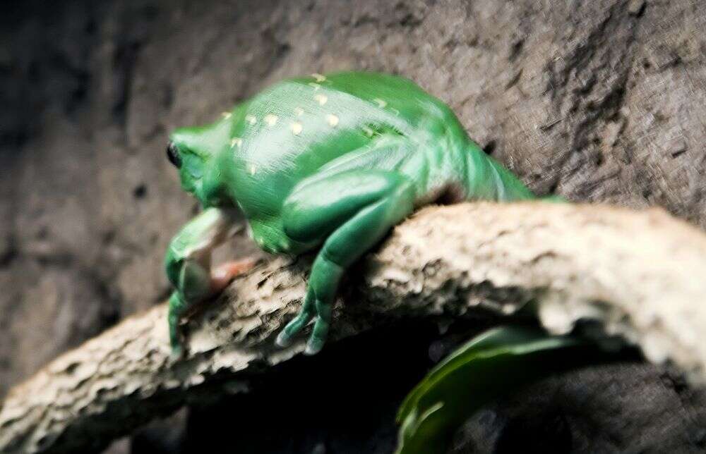 Image of Mexican leaf frog