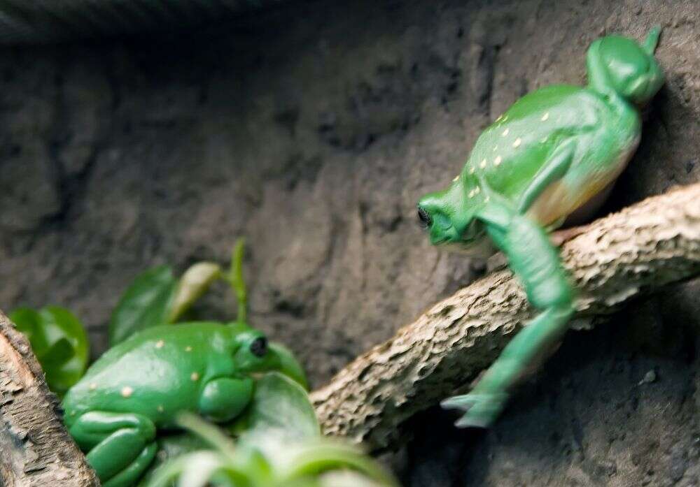 Image of Mexican leaf frog