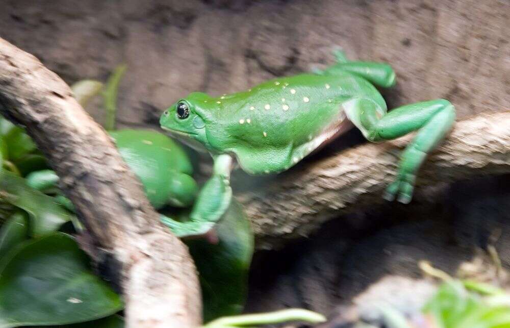 Image of Mexican leaf frog