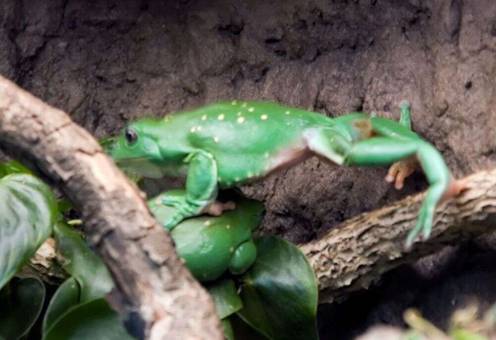 Image of Mexican leaf frog