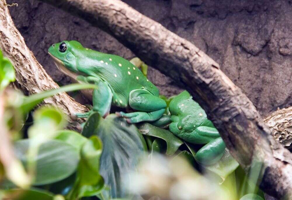 Image of Mexican leaf frog