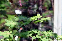 Image of Japanese maple