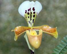 Слика од Paphiopedilum gratrixianum Rolfe