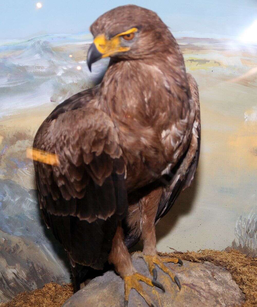 Image of Wahlberg's Eagle