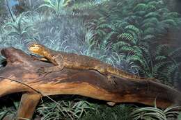 Image of Common Water Monitor