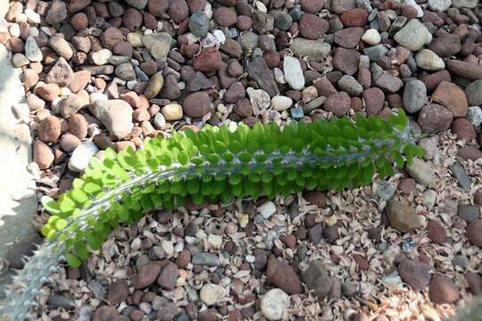 Image of Madagascan ocotillo