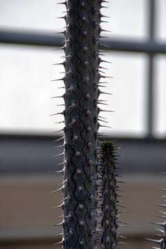 Image of Madagascan ocotillo