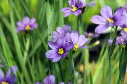 صورة Sisyrinchium bermudiana L.