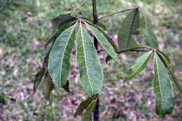 Image of Guiana-chestnut