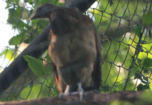 Image of Gray-headed Chachalaca