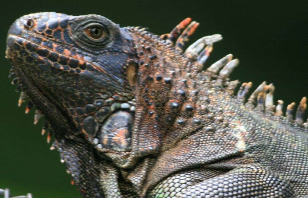 Image of Green iguana