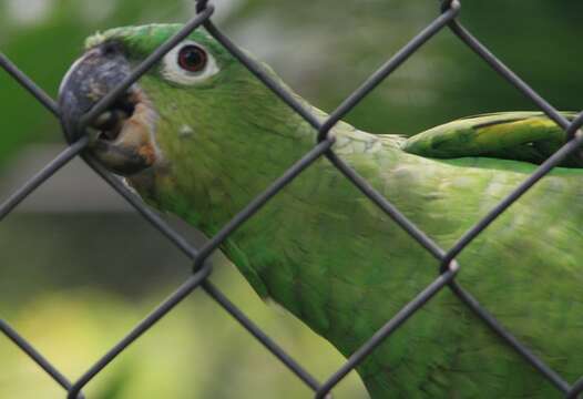 صورة Amazona guatemalae (Sclater & PL 1860)