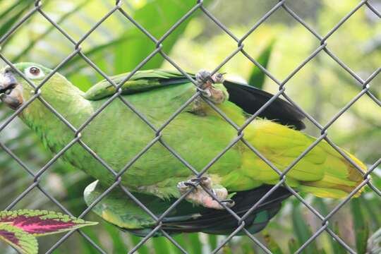 صورة Amazona guatemalae (Sclater & PL 1860)