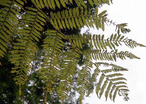 Aphelandra squarrosa Nees resmi