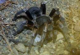 Image of Costa Rican Zebra Tarantula