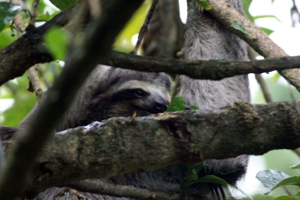 Image of Brown-throated Three-toed Sloth