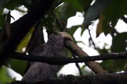 Image of Brown-throated Three-toed Sloth