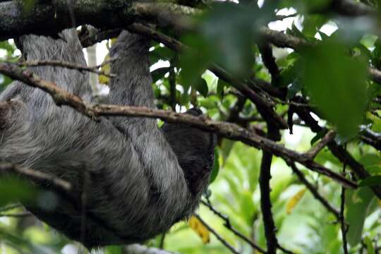 Image of Brown-throated Three-toed Sloth