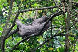 Image of Brown-throated Three-toed Sloth