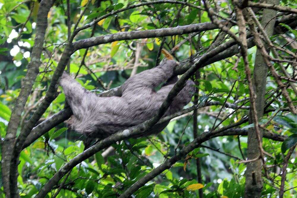 Image of Brown-throated Three-toed Sloth