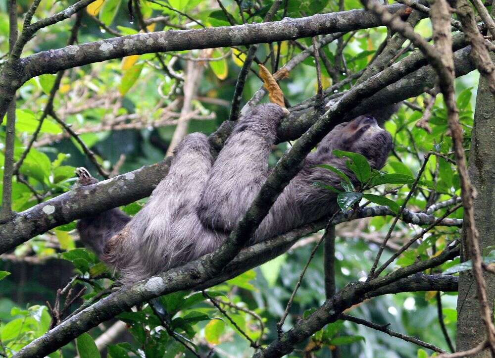 Image of Brown-throated Three-toed Sloth