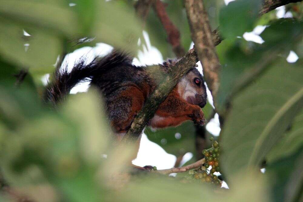 Image of Variegated Squirrel