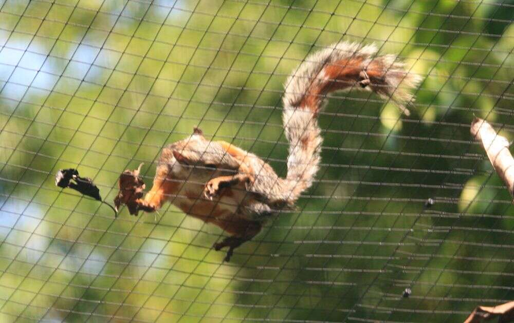 Image of Variegated Squirrel