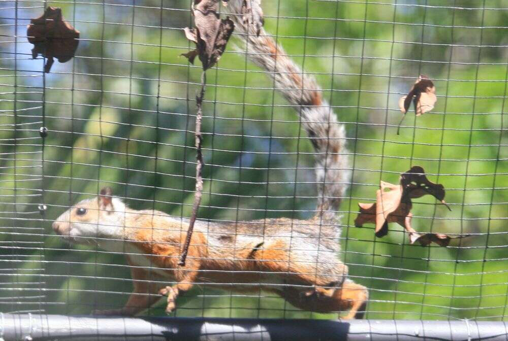 Image of Variegated Squirrel