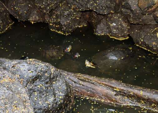 Image of slider turtle, red-eared terrapin, red-eared slider