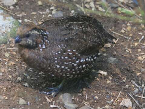 Image of Spot-bellied Bobwhite