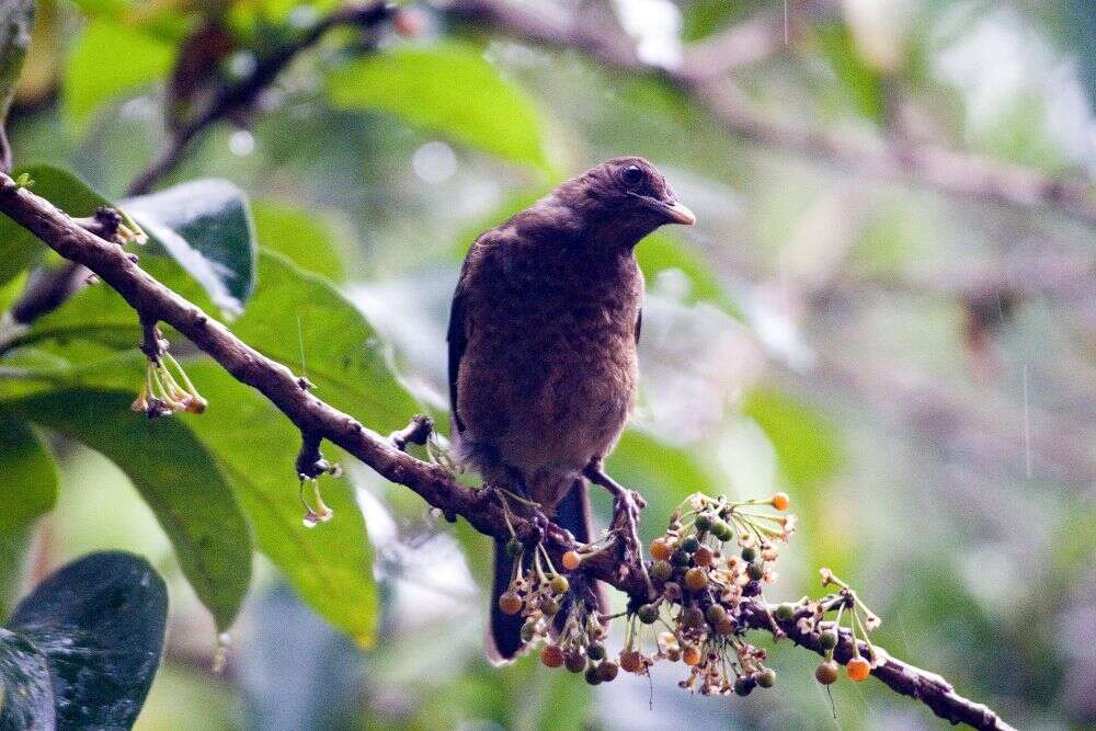 Image of Clay-colored Robin