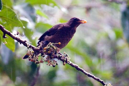 Image of Clay-colored Robin