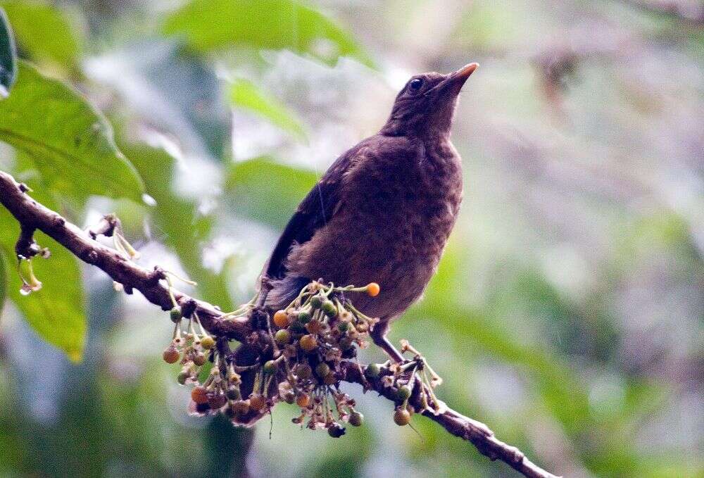 Image of Clay-colored Robin