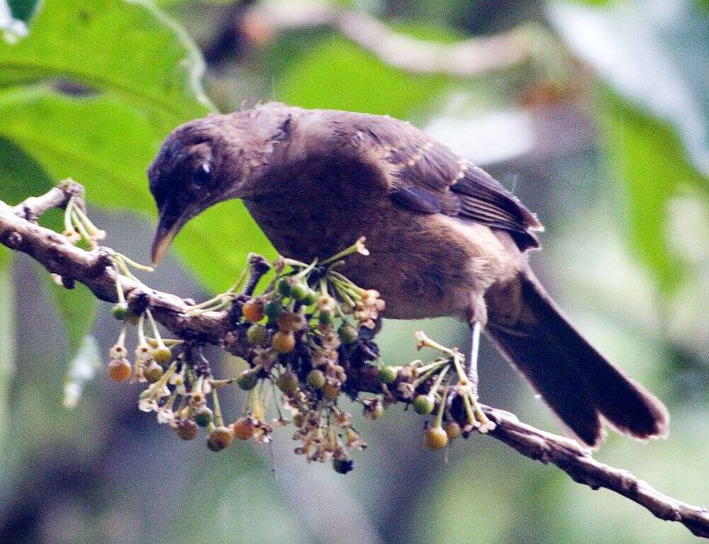 Image of Clay-colored Robin