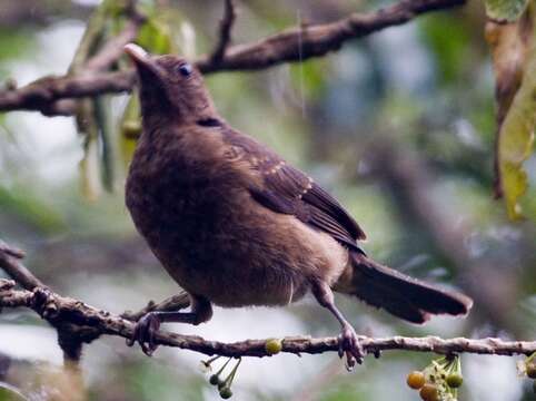 Image of Clay-colored Robin