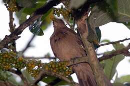 Image of Clay-colored Robin